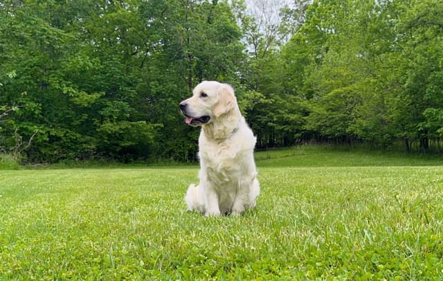 Champion Bloodline English Golden Retriever Puppies media 8