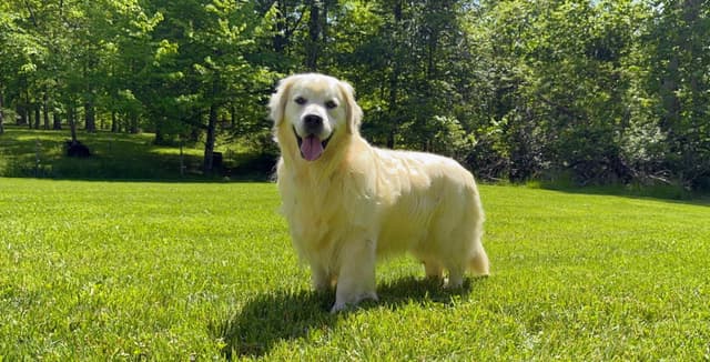 Champion Bloodline English Golden Retriever Puppies media 11