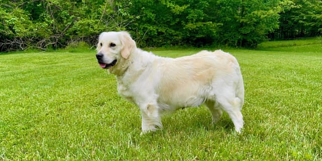 Champion Bloodline English Golden Retriever Puppies media 15