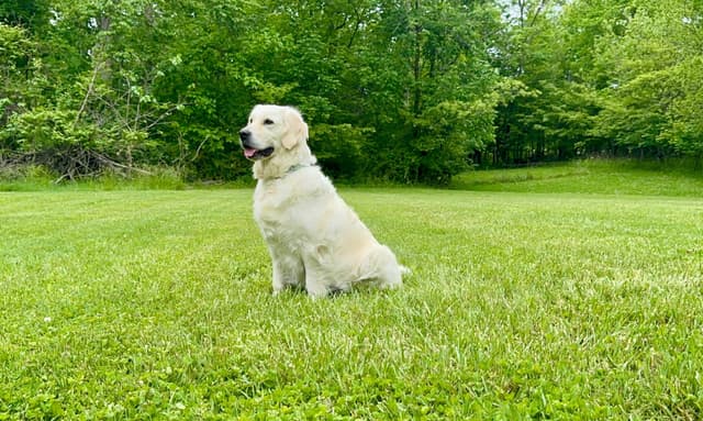 Champion Bloodline English Golden Retriever Puppies media 13
