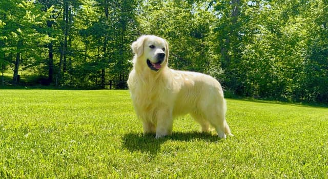 Champion Bloodline English Golden Retriever Puppies media 14