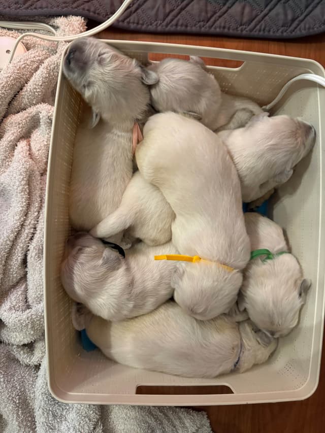 Champion Bloodline English Golden Retriever Puppies media 16