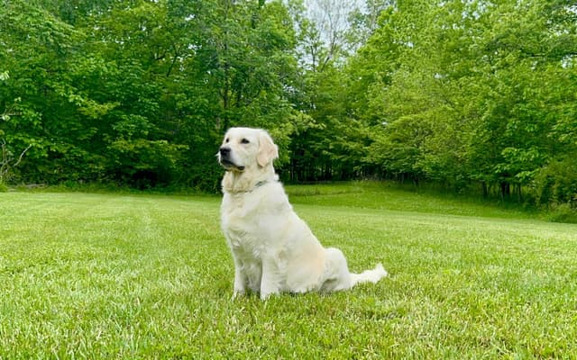 Champion Bloodline English Golden Retriever Puppies media 19