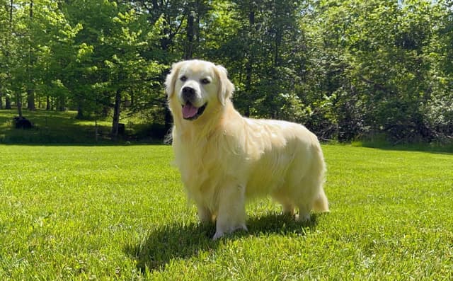 Champion Bloodline English Golden Retriever Puppies media 18
