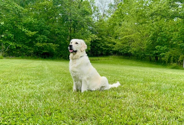 Champion Bloodline English Golden Retriever Puppies media 17