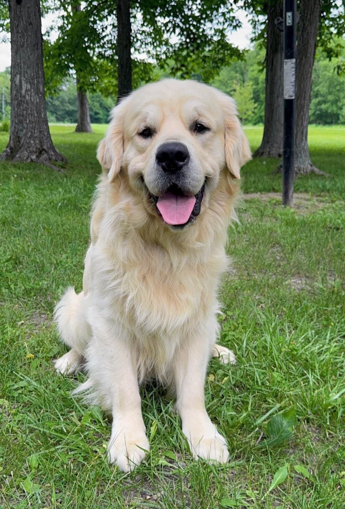 Champion Bloodline English Golden Retriever Puppies breeder image 3