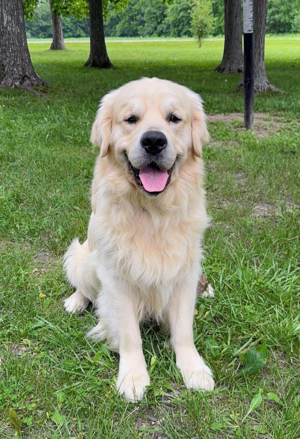Champion Bloodline English Golden Retriever Puppies breeder image 4