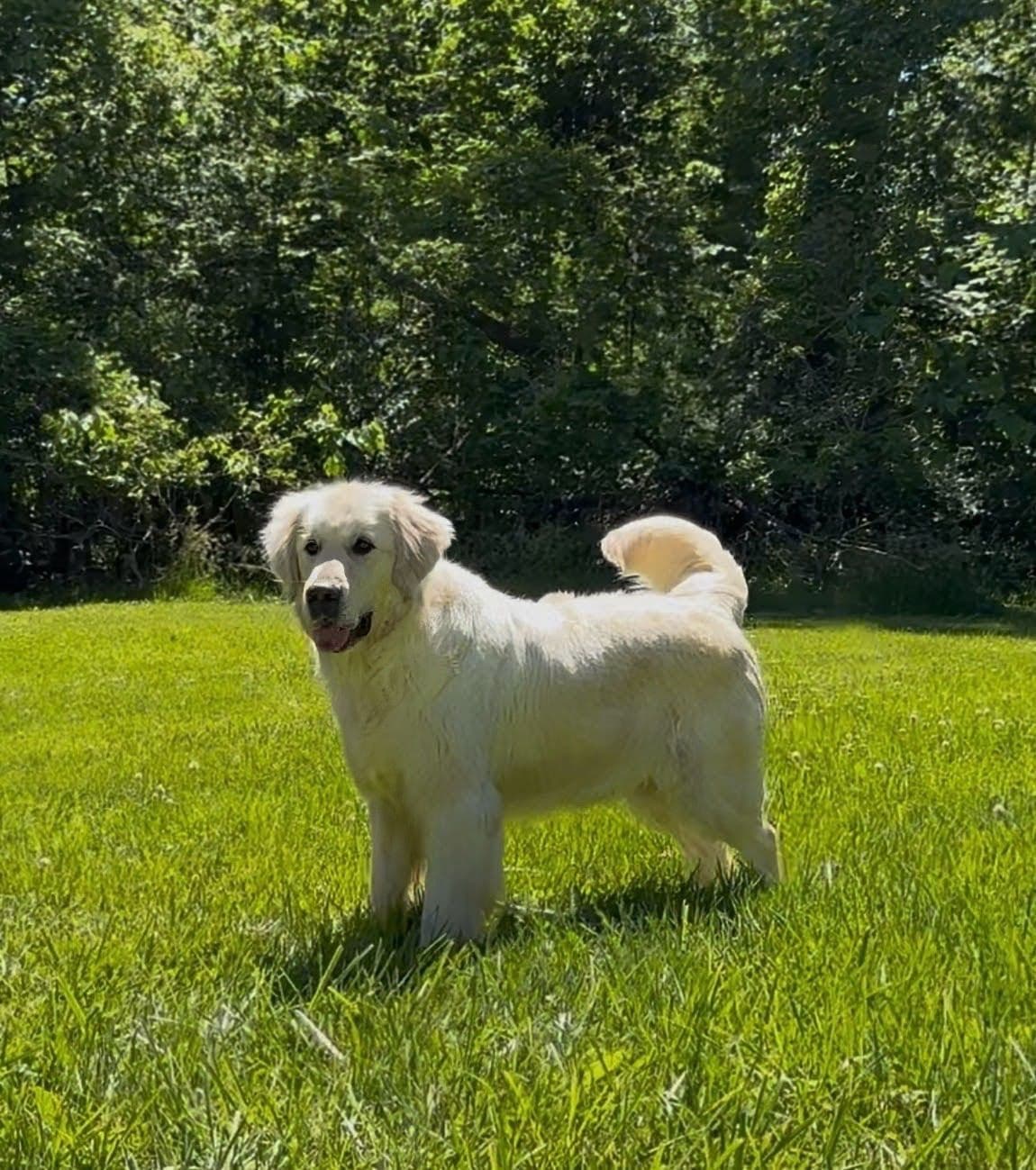 Champion Bloodline English Golden Retriever Puppies breeder image 5