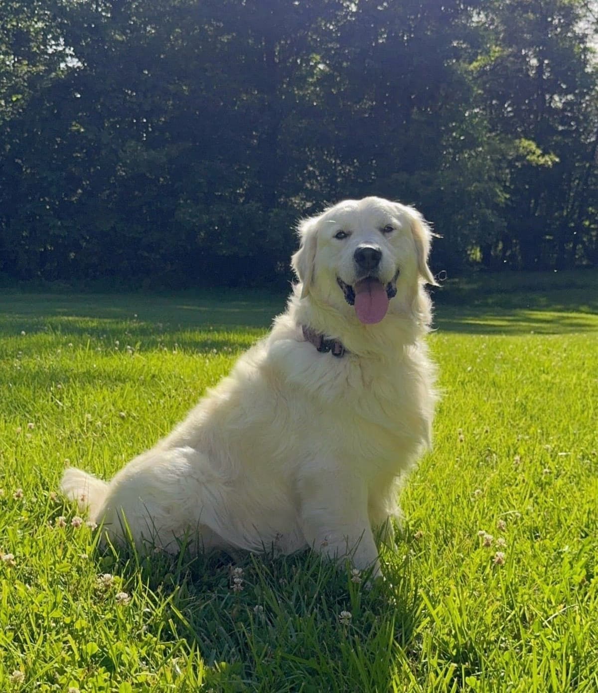 Champion Bloodline English Golden Retriever Puppies breeder image 6