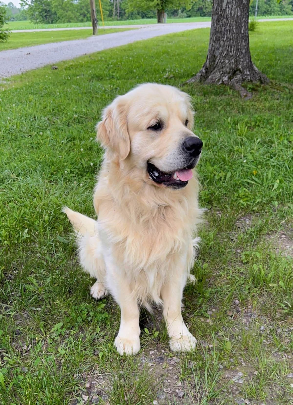Champion Bloodline English Golden Retriever Puppies breeder image 7