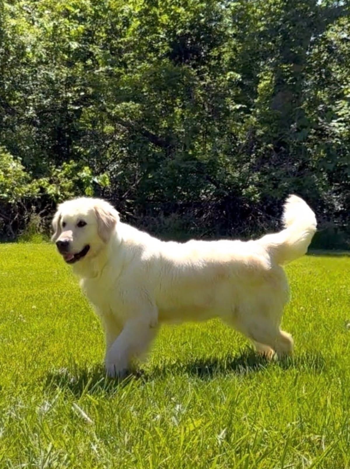 Champion Bloodline English Golden Retriever Puppies breeder image 9