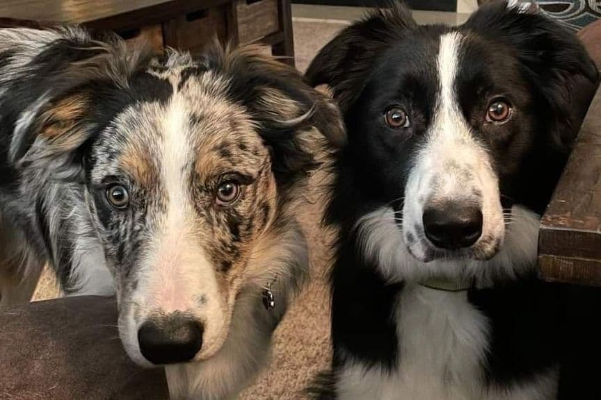 Border Collie Puppies - health tested parents breeder image 1