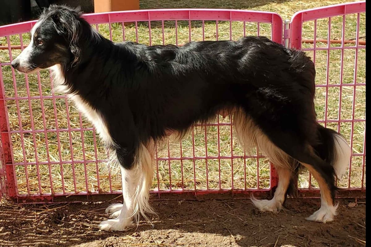 Border Collie Puppies - health tested parents breeder image 2