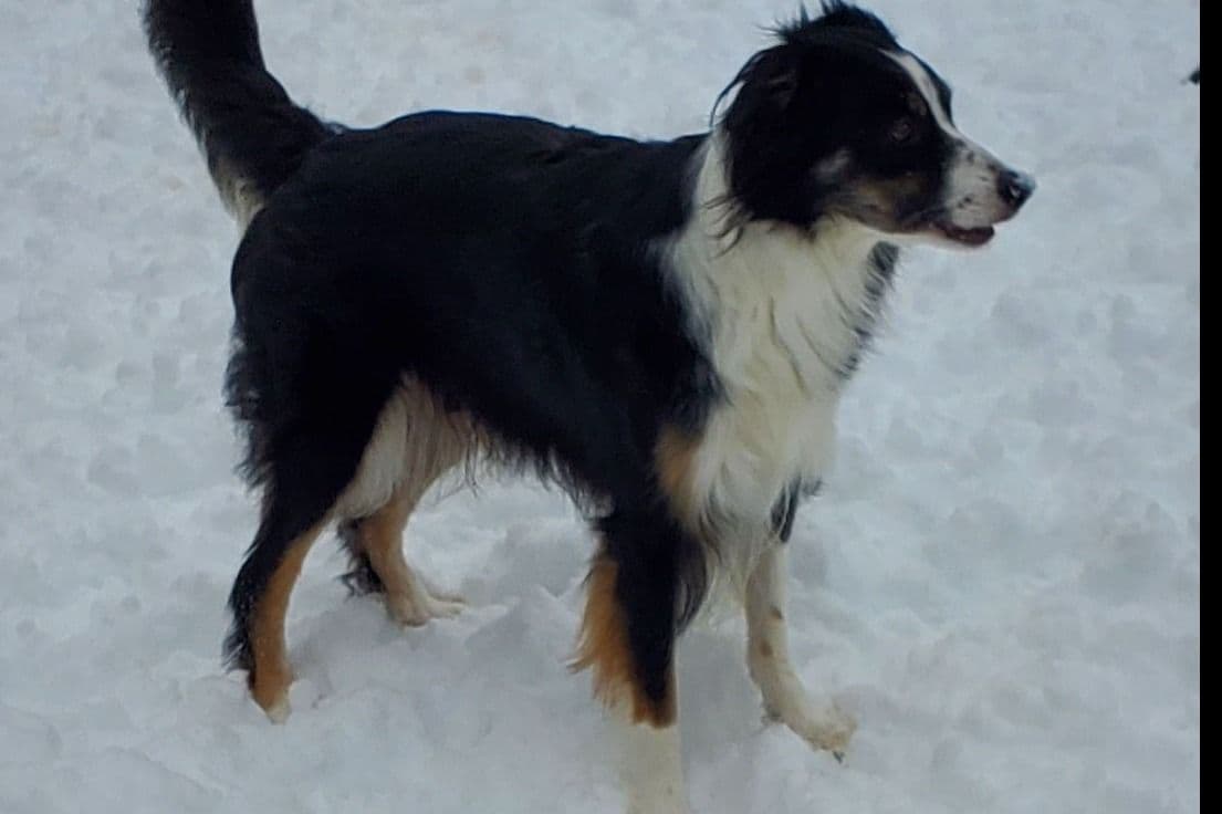 Border Collie Puppies - health tested parents breeder image 3