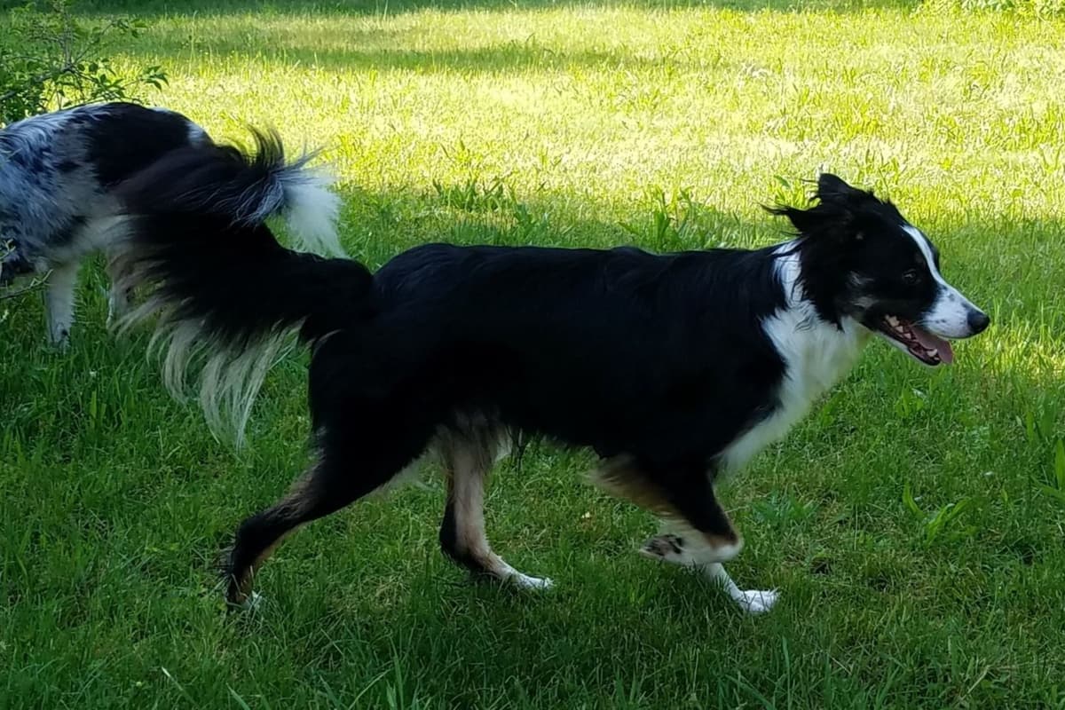 Border Collie Puppies - health tested parents breeder image 4