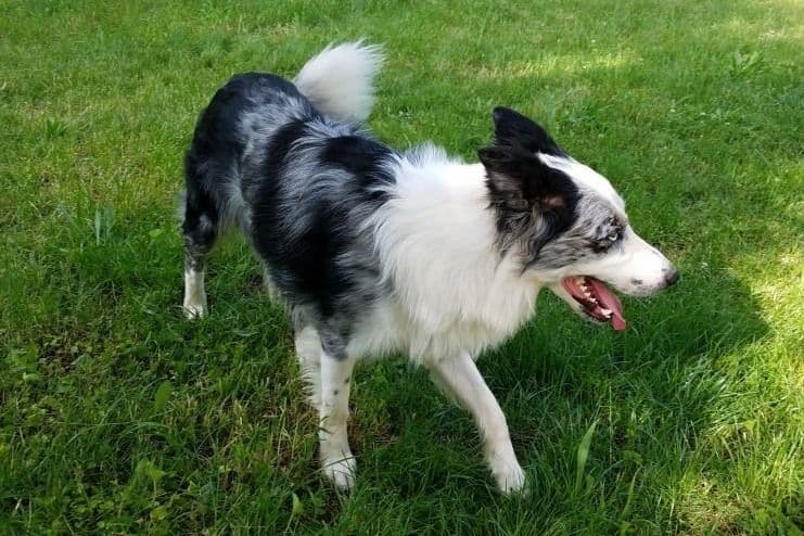 Border Collie Puppies - health tested parents breeder image 5