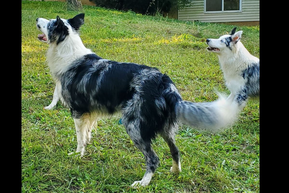 Border Collie Puppies - health tested parents breeder image 6