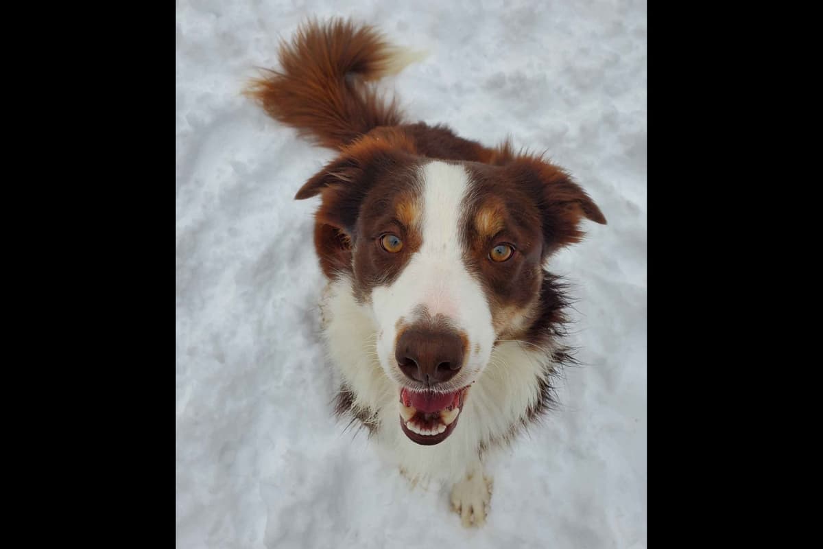 Border Collie Puppies - health tested parents breeder image 7