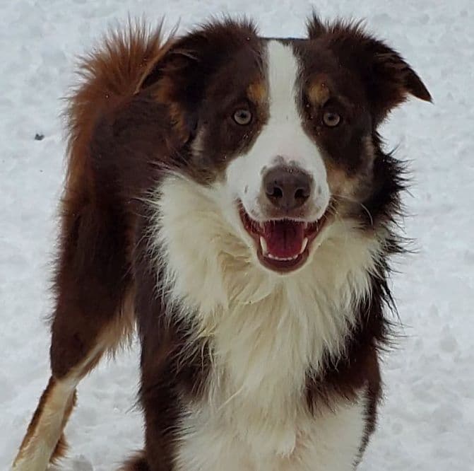 Border Collie Puppies - health tested parents breeder image 8