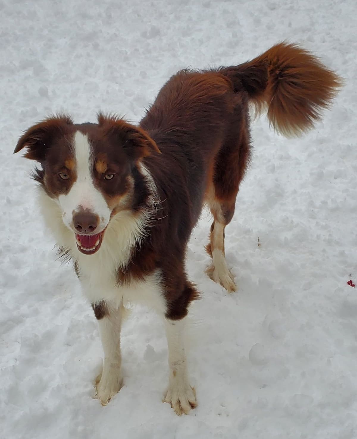 Border Collie Puppies - health tested parents breeder image 9