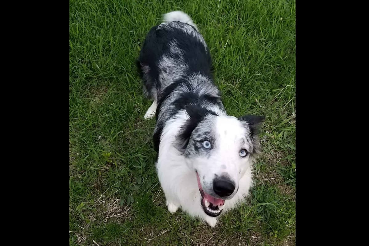 Border Collie Puppies - health tested parents breeder image 12