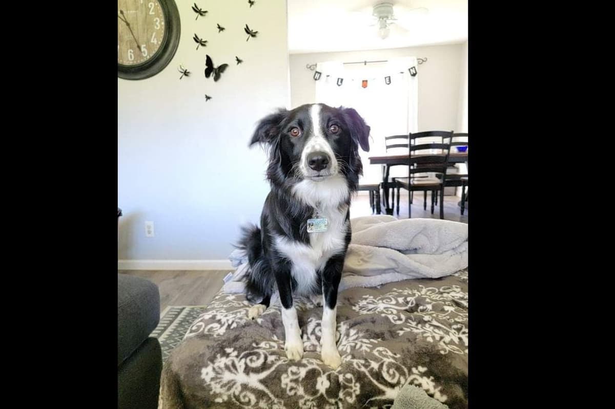 Border Collie Puppies - health tested parents breeder image 13