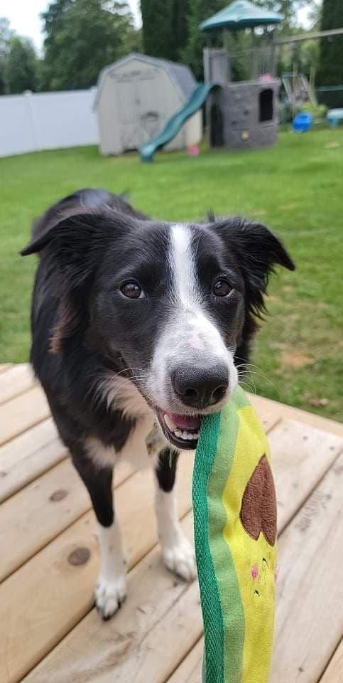 Border Collie Puppies - health tested parents breeder image 14