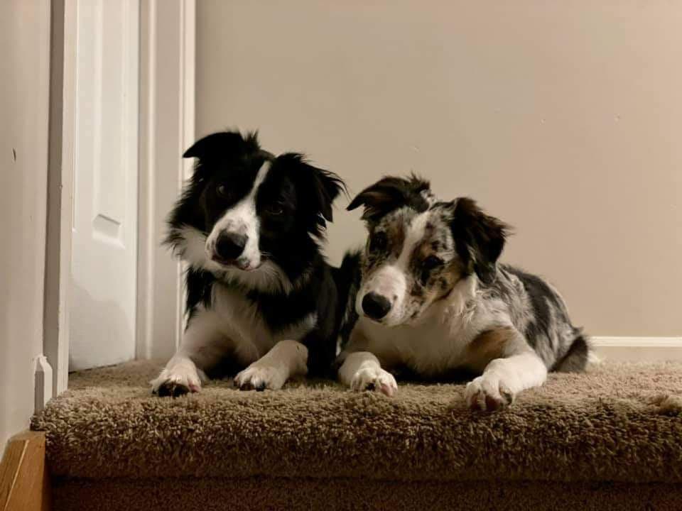 Border Collie Puppies - health tested parents breeder image 15
