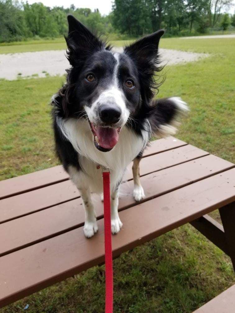 Border Collie Puppies - health tested parents breeder image 16