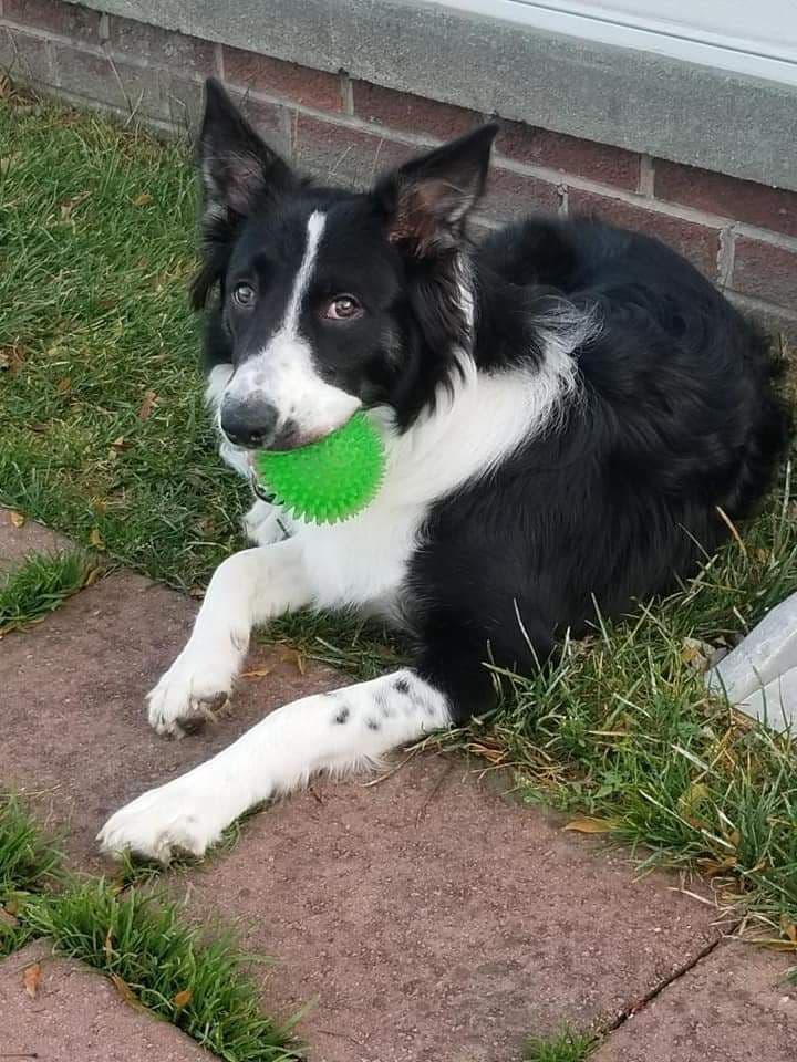 Border Collie Puppies - health tested parents breeder image 17