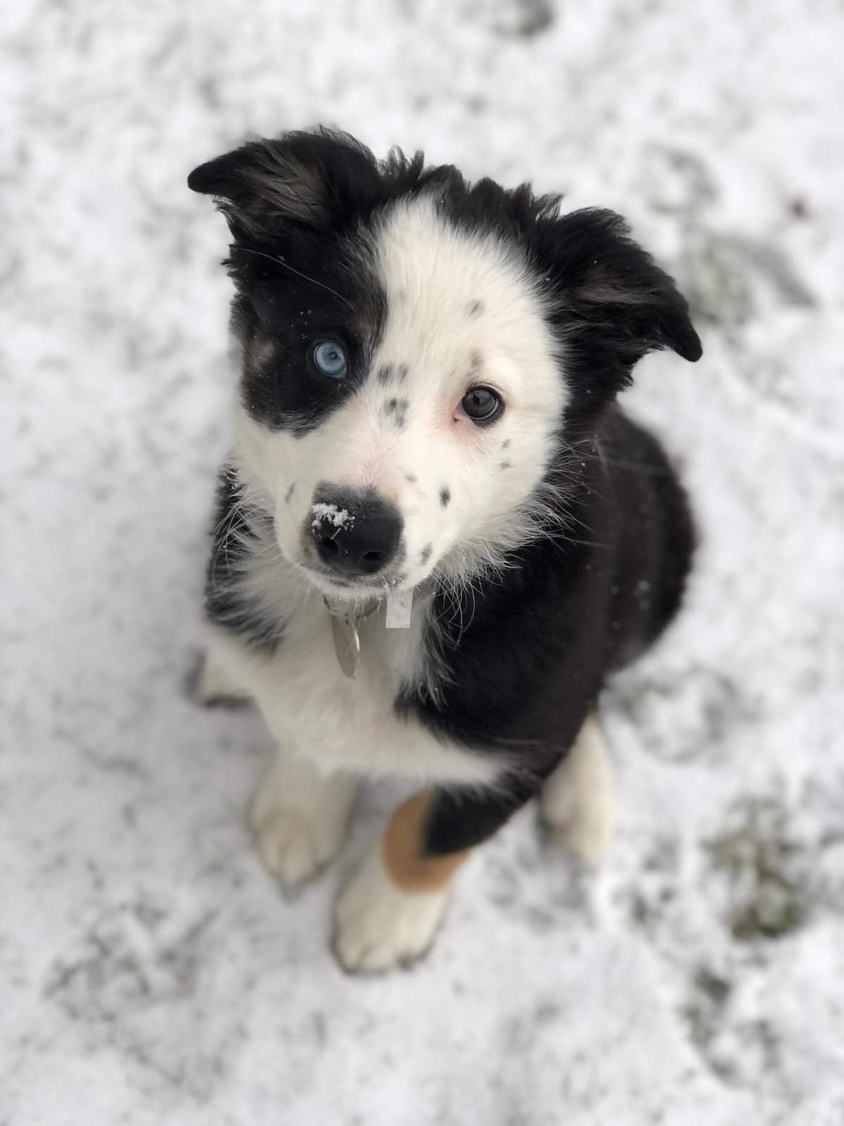 Border Collie Puppies - health tested parents breeder image 19