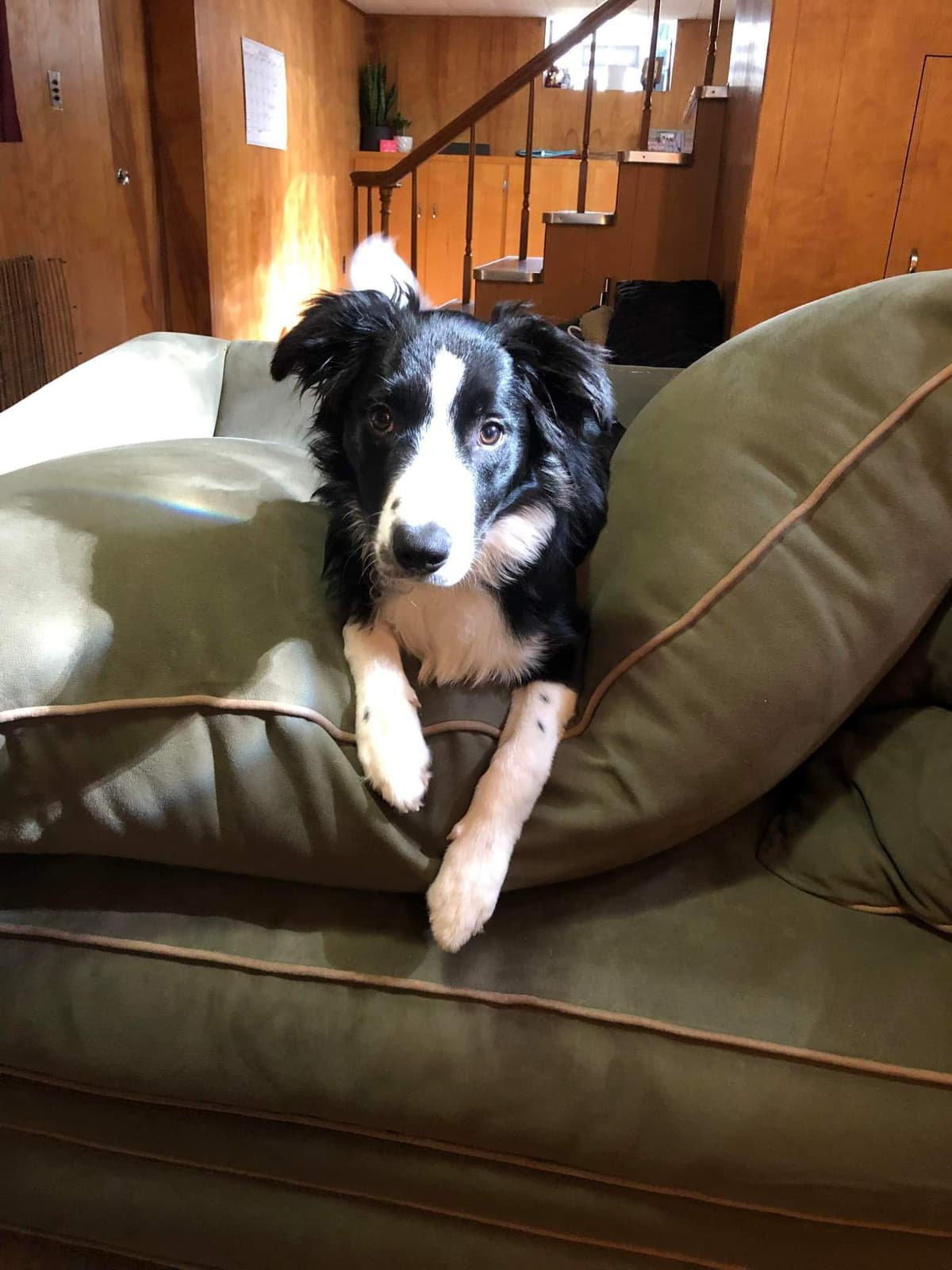 Border Collie Puppies - health tested parents breeder image 20