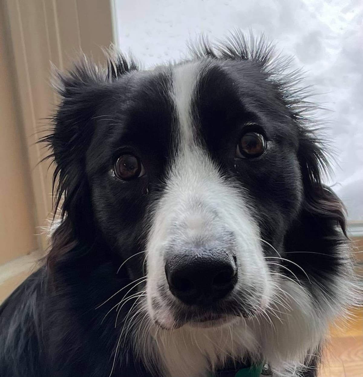 Border Collie Puppies - health tested parents breeder image 18