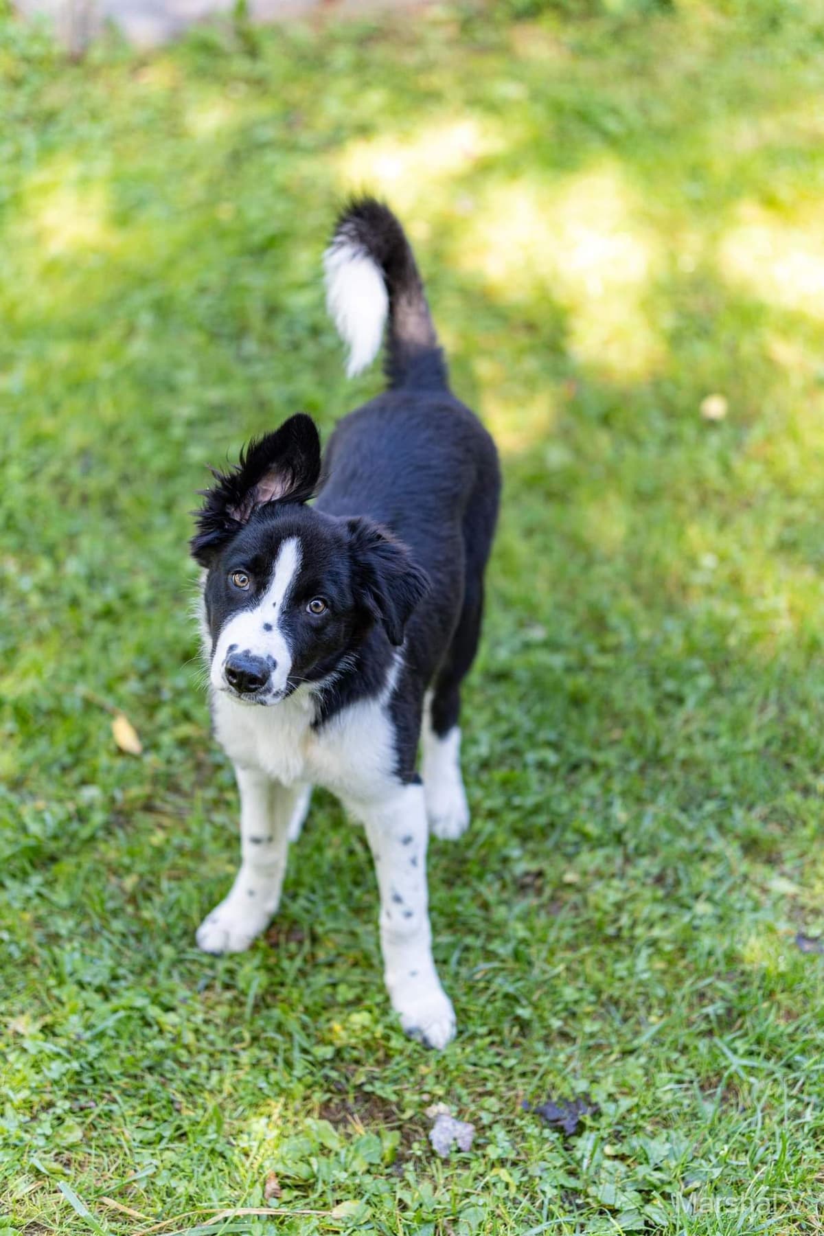 Border Collie Puppies - health tested parents breeder image 21