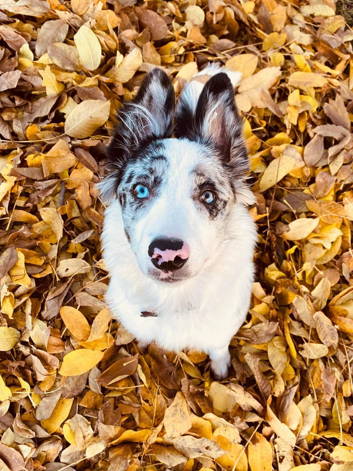 Border Collie Puppies - health tested parents breeder image 22