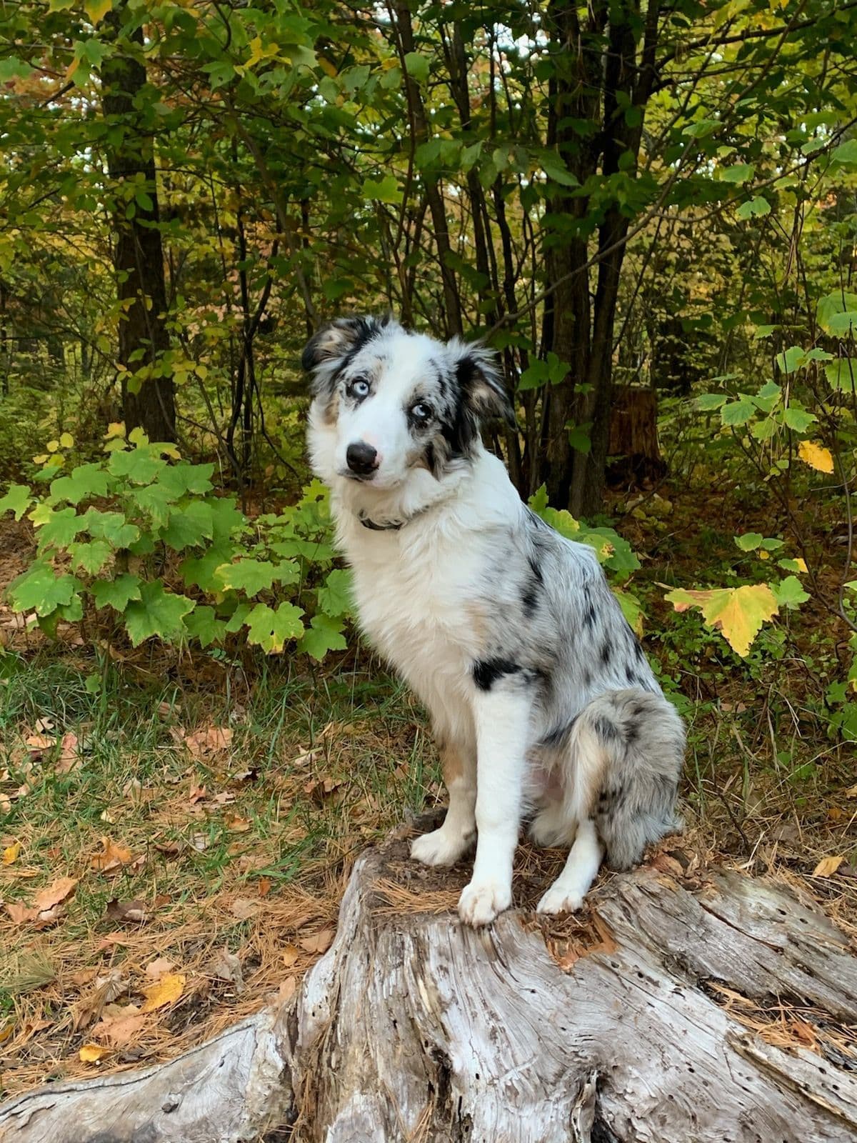 Border Collie Puppies - health tested parents breeder image 23