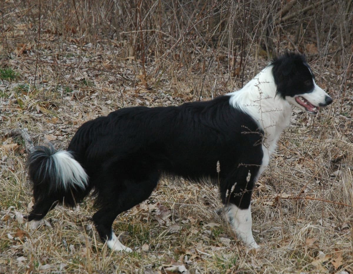 Border Collie Puppies - health tested parents breeder image 24