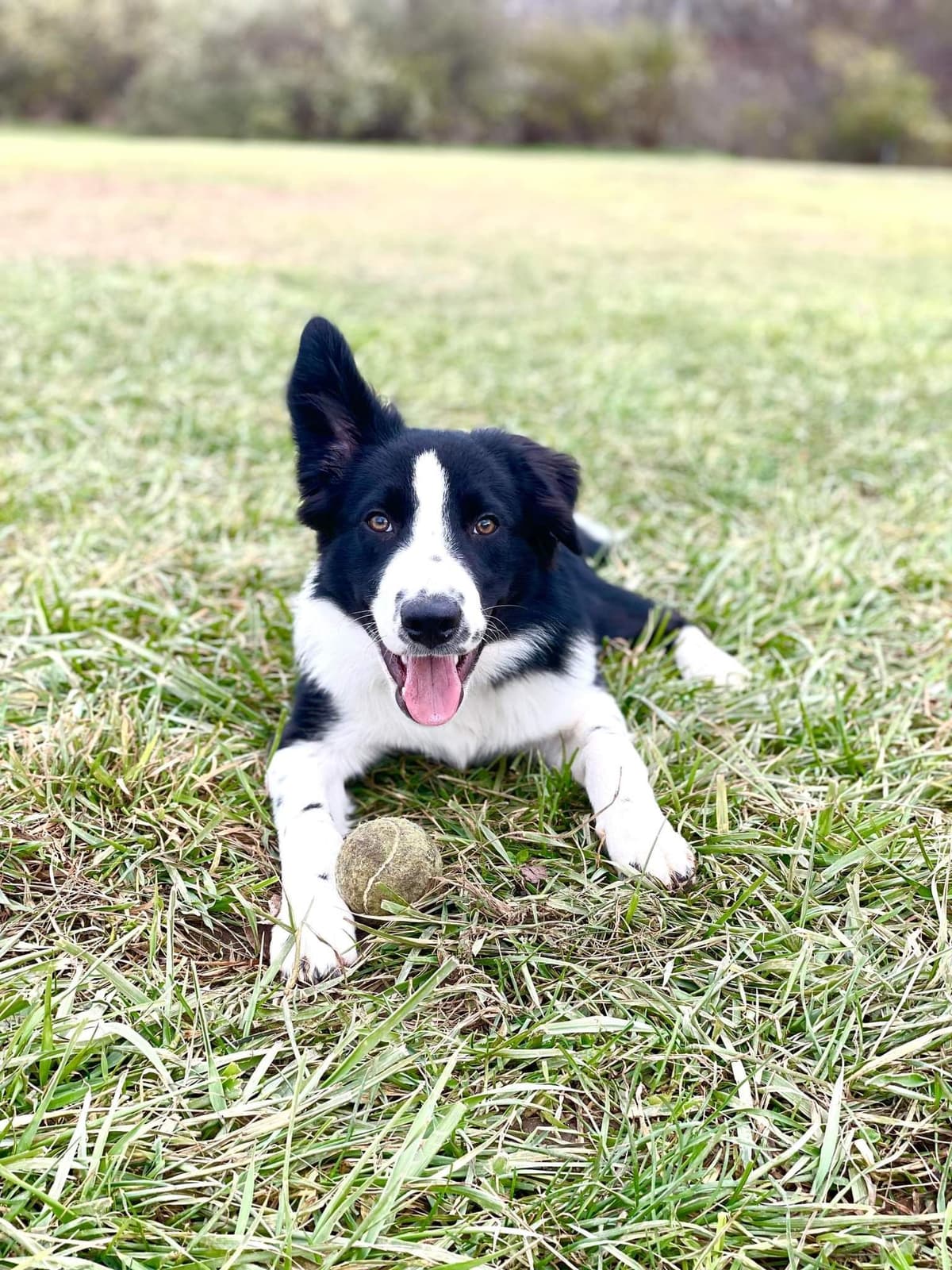 Border Collie Puppies - health tested parents breeder image 25