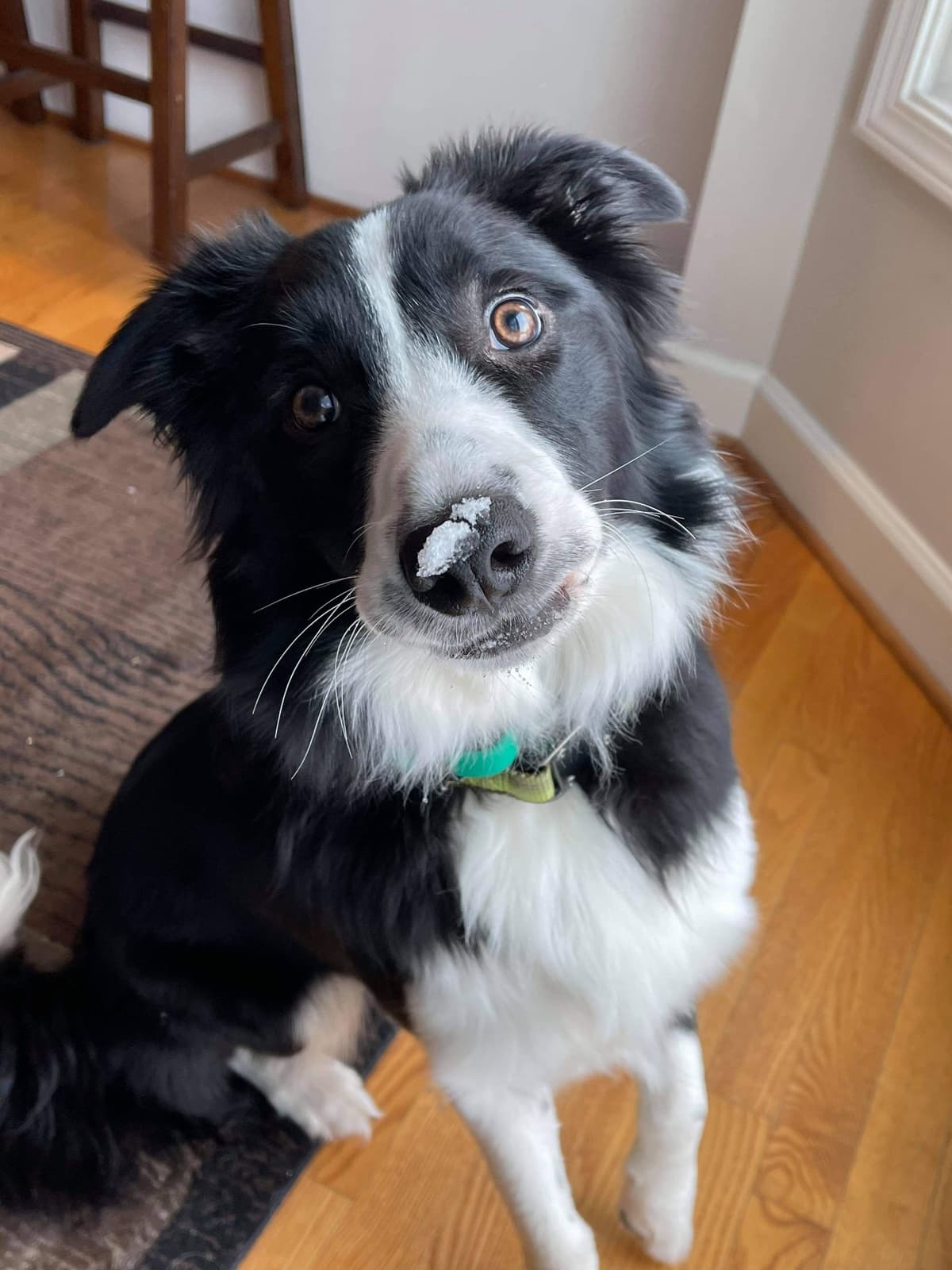 Border Collie Puppies - health tested parents breeder image 26