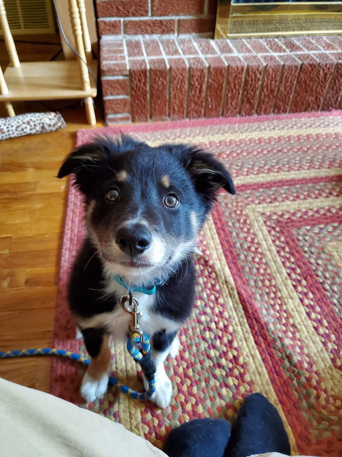 Border Collie Puppies - health tested parents breeder image 27