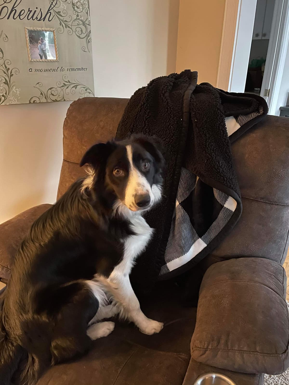 Border Collie Puppies - health tested parents breeder image 28