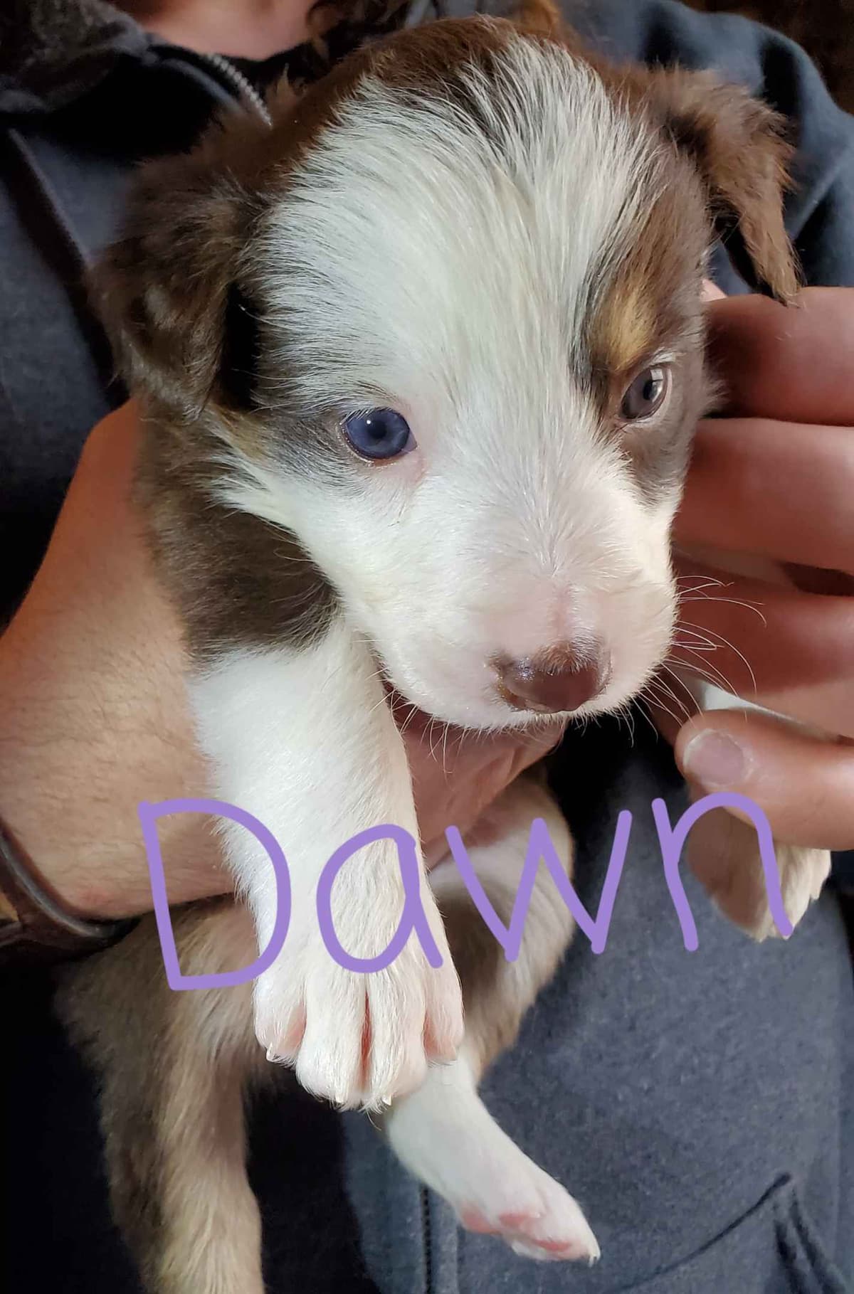 Border Collie Puppies - health tested parents breeder image 31