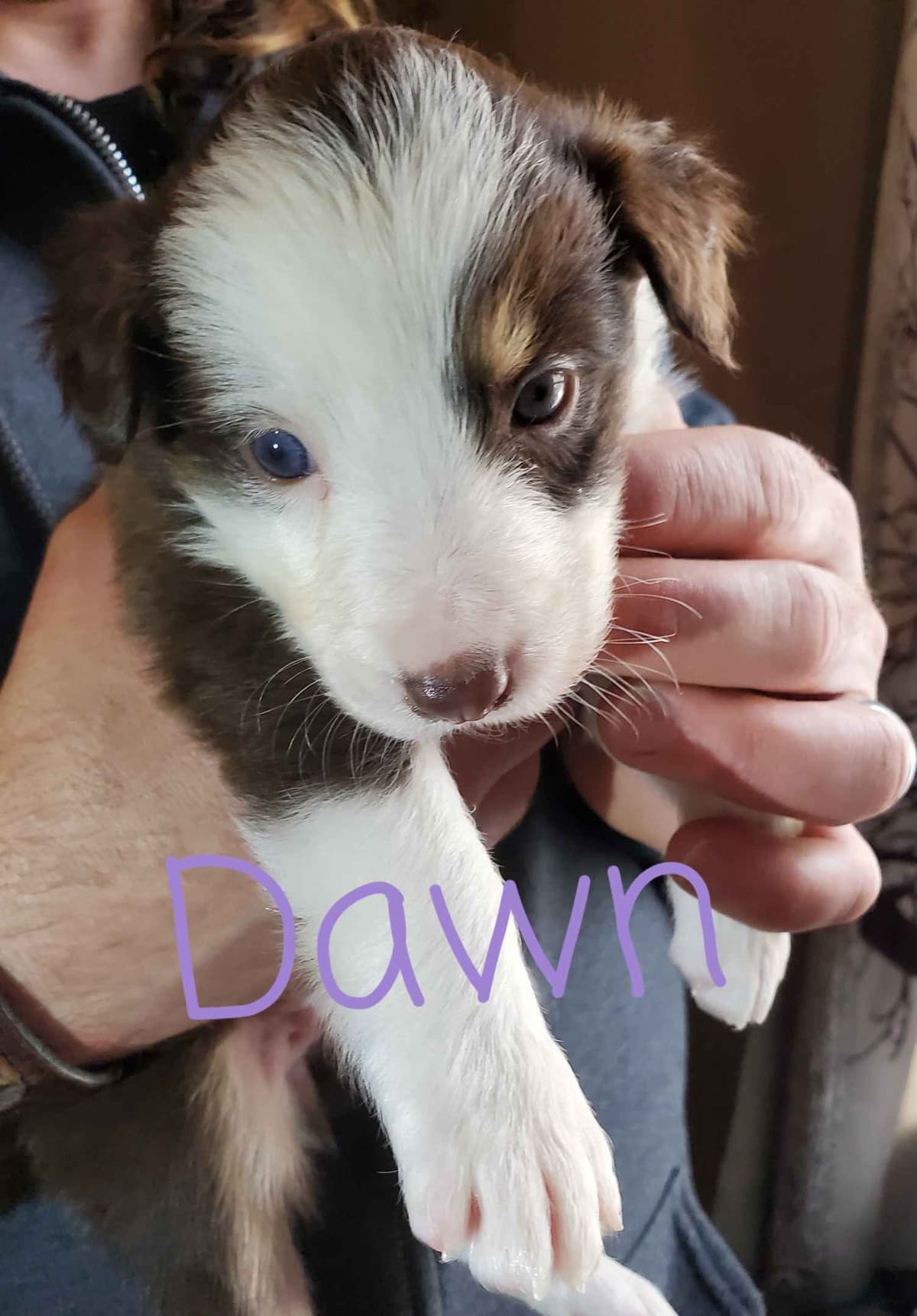 Border Collie Puppies - health tested parents breeder image 35