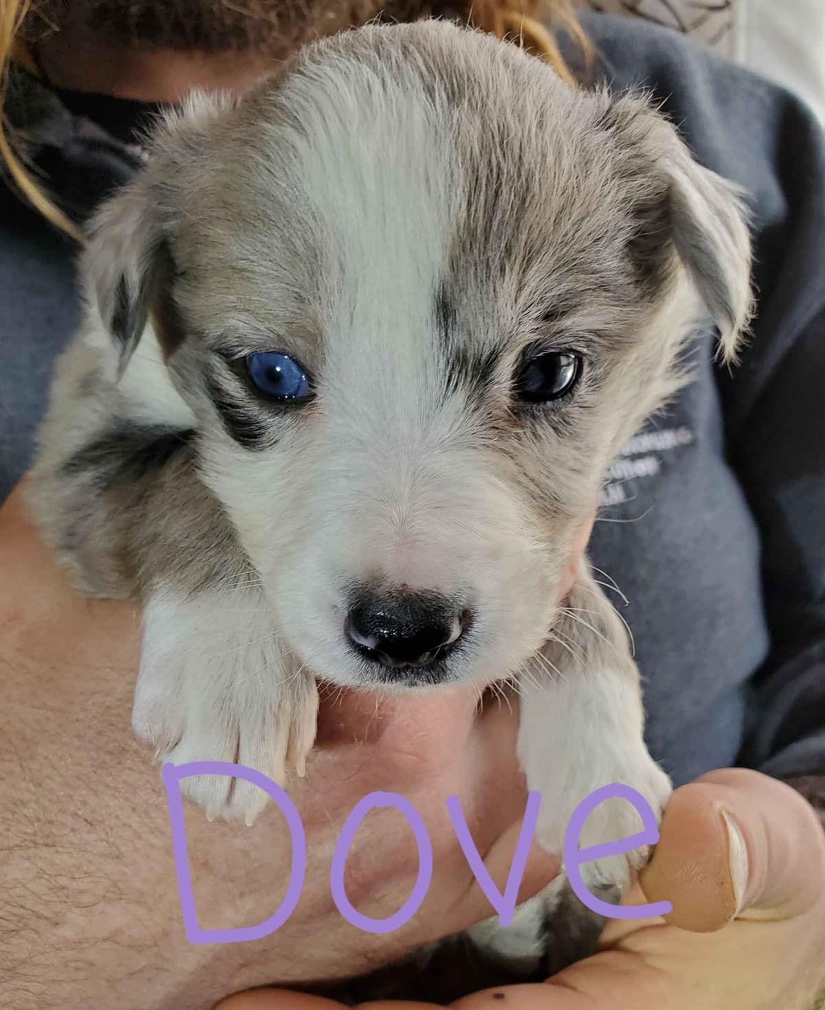 Border Collie Puppies - health tested parents breeder image 30