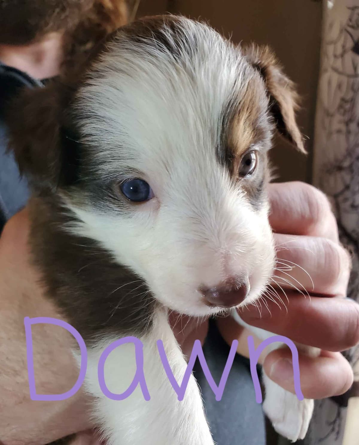 Border Collie Puppies - health tested parents breeder image 34