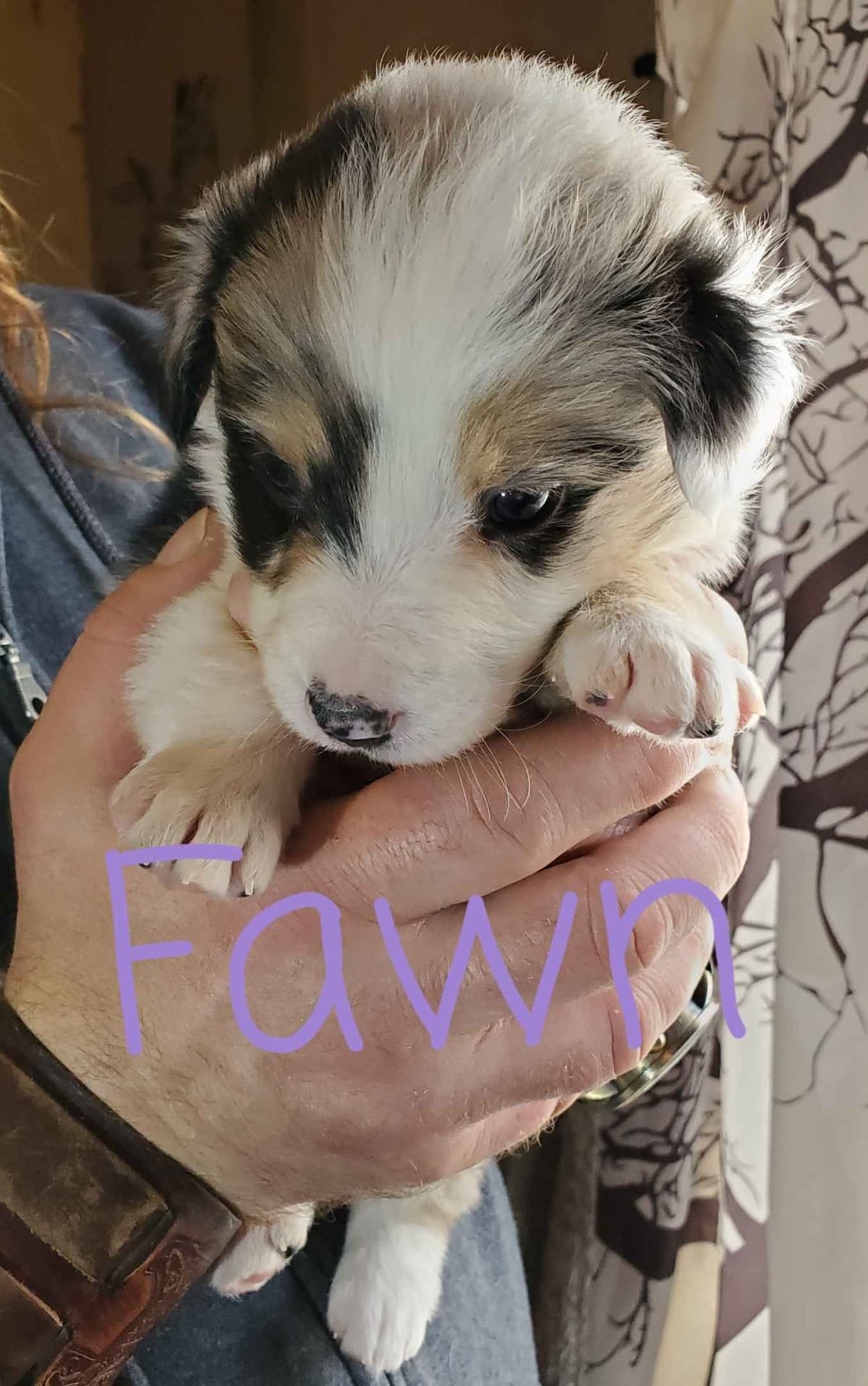 Border Collie Puppies - health tested parents breeder image 36