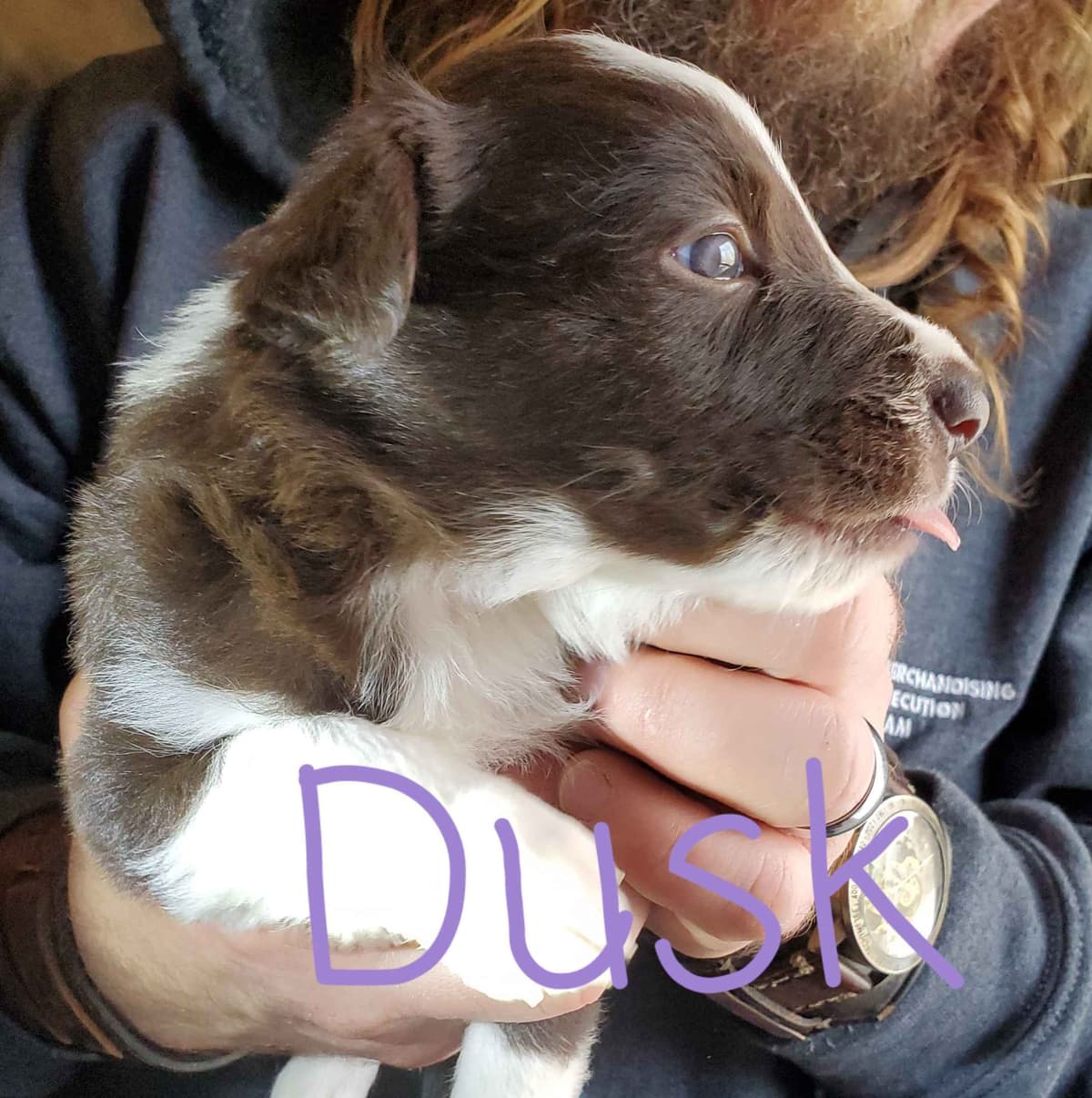 Border Collie Puppies - health tested parents breeder image 38