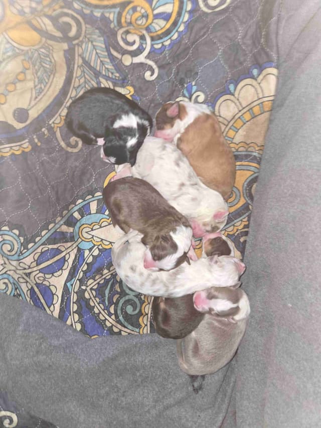 Border Collie Puppies - health tested parents media 2