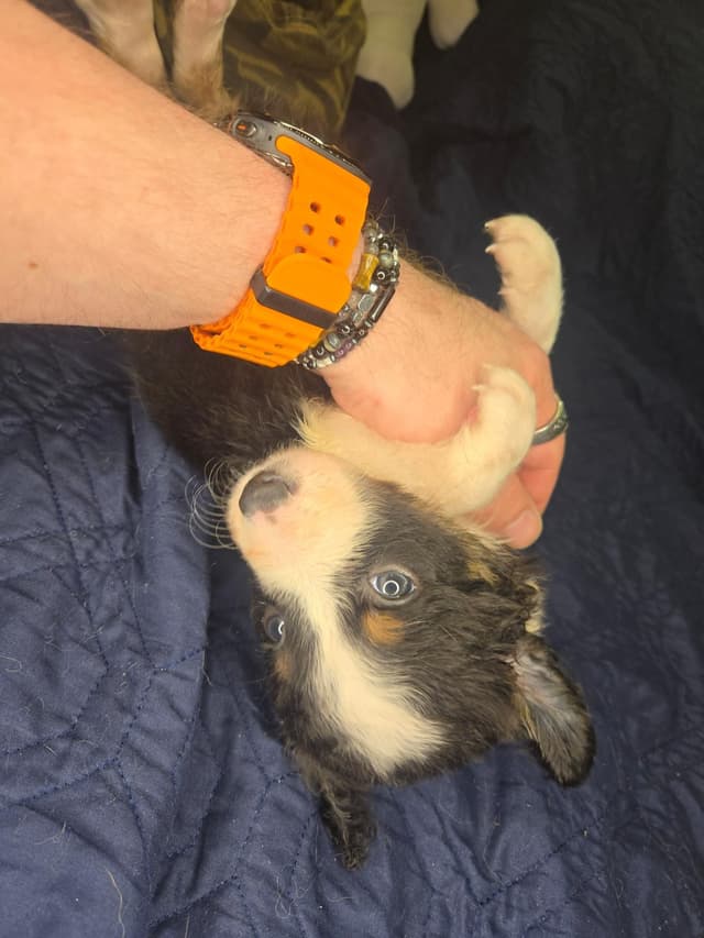 Border Collie Puppies - health tested parents media 3