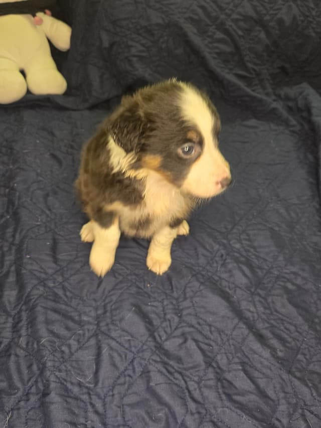 Border Collie Puppies - health tested parents media 4